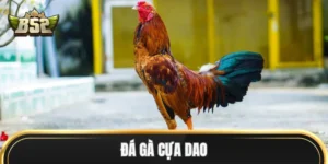 Đá Gà Cựa Dao