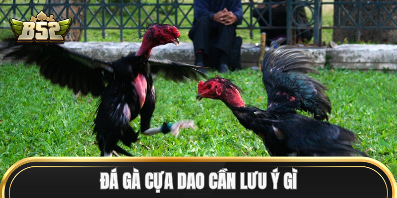 Đá Gà Cựa Dao cần lưu ý gì?