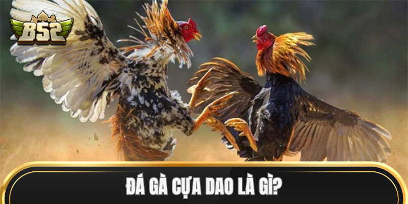 Đá Gà Cựa Dao là gì? 