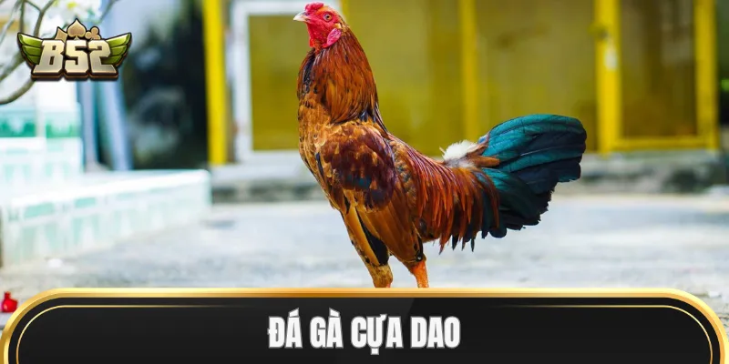 Đá Gà Cựa Dao