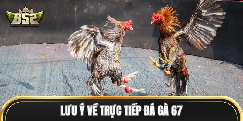 Lưu ý về Trực Tiếp Đá Gà 67 