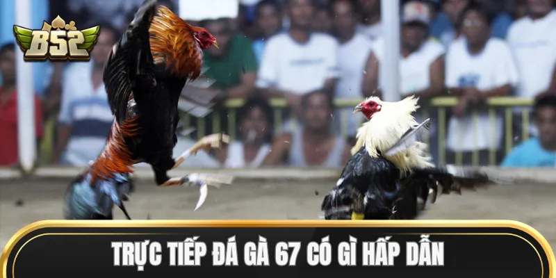 Trực Tiếp Đá Gà 67 có gì hấp dẫn?