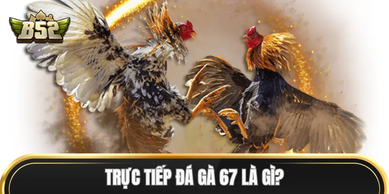 Trực Tiếp Đá Gà 67 là gì? 