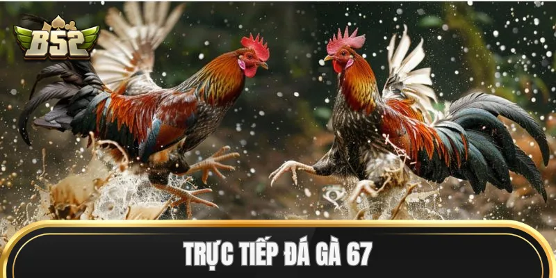 Trực Tiếp Đá Gà 67
