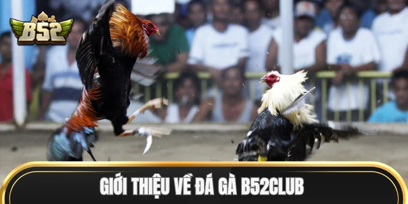 Giới thiệu về Đá Gà B52Club