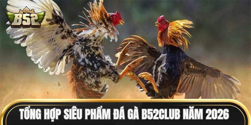 Tổng hợp siêu phẩm Đá Gà B52Club năm 2026